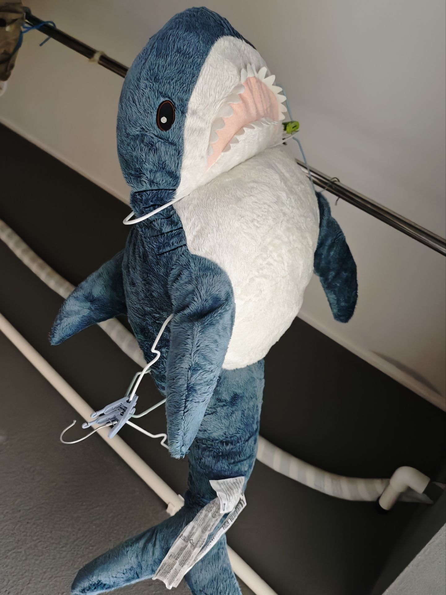 shark-bbq.jpg