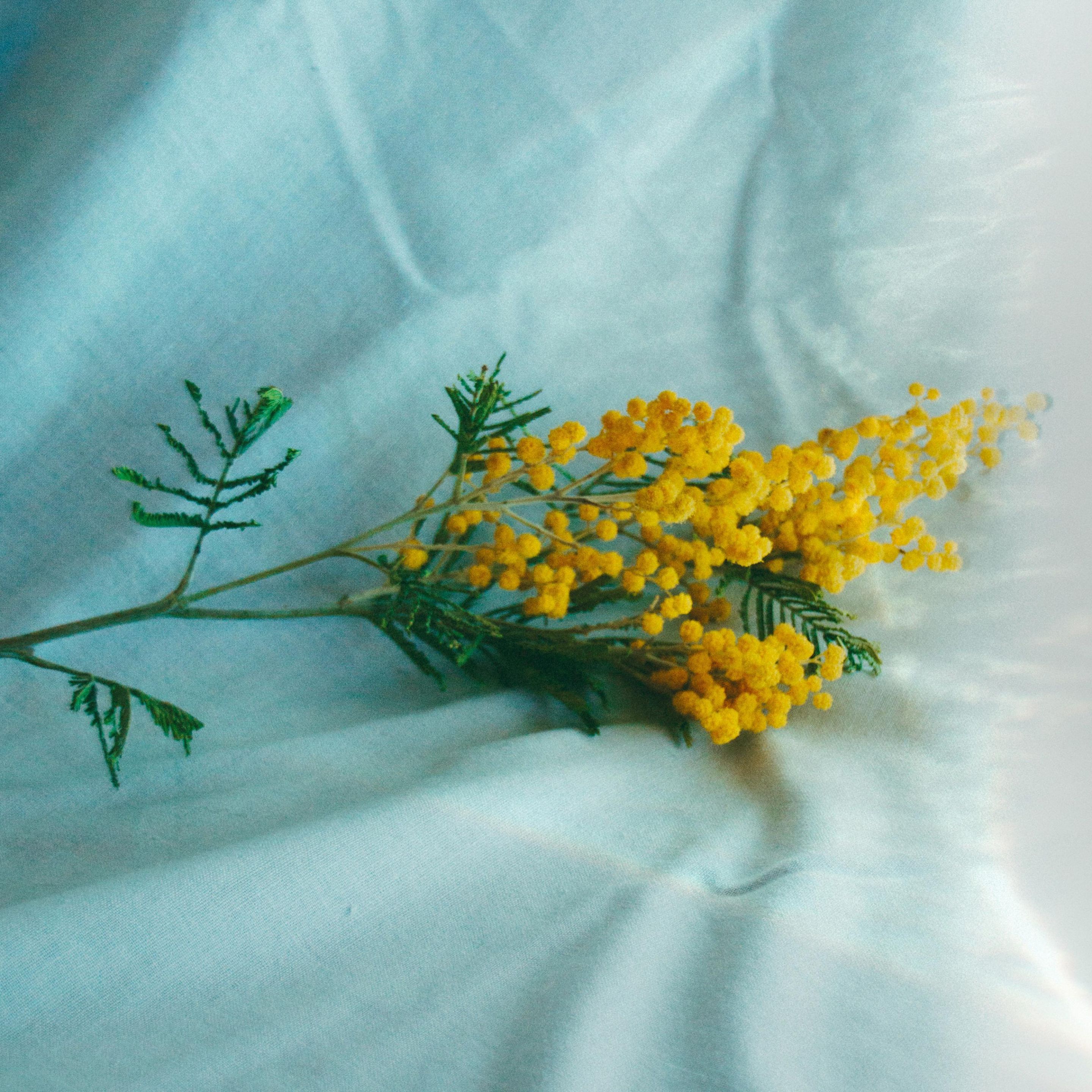 mimosa